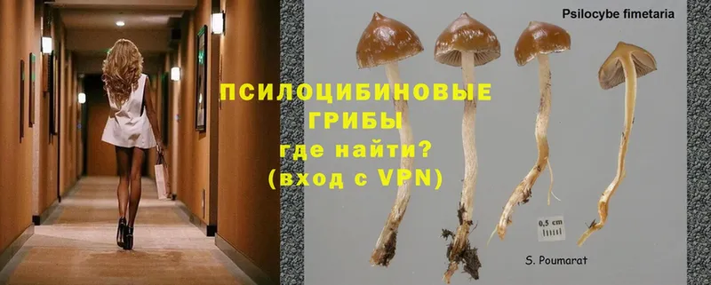 Галлюциногенные грибы Psilocybe  купить закладку  Алексеевка 